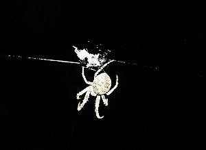 Spinnen im Mondschein am Goitzsche See
