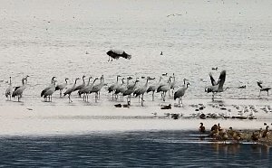 Flugshow der Kraniche