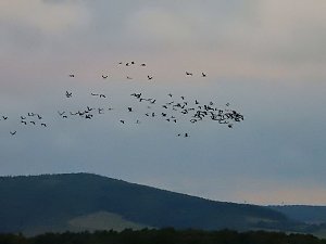 Flugshow der Kraniche