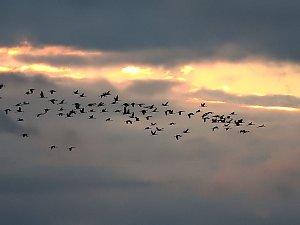 Flugshow der Kraniche