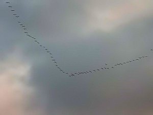 Flugshow der Kraniche