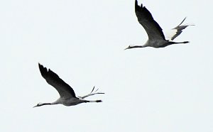 Flugshow der Kraniche
