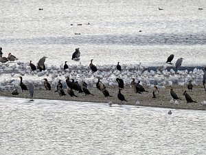 Flugshow der Kraniche