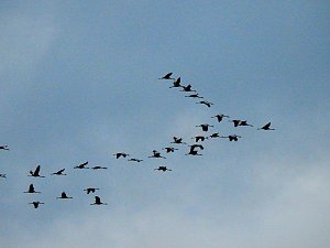 Flugshow der Kraniche