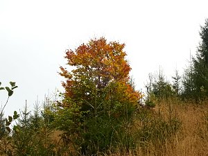 Unterwegs im sch&ouml;nen Harz