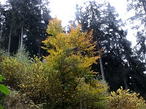 Unterwegs im sch&ouml;nen Harz