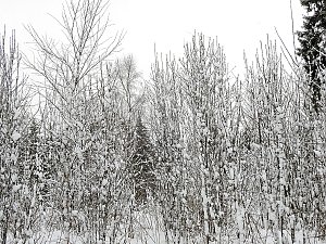 Unterwegs im winterlichen Harz