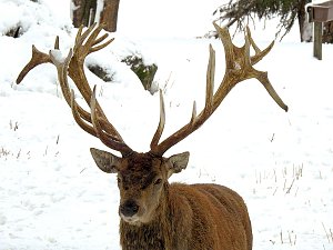 Unterwegs im winterlichen Harz
