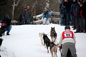 Schlittenhunderennen in Hasselfelde