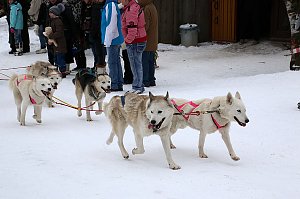 Schlittenhunderennen in Hasselfelde