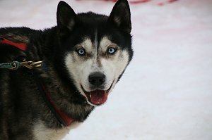 Schlittenhunderennen in Hasselfelde