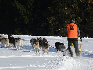 Schlittenhunderennen in Benneckenstein