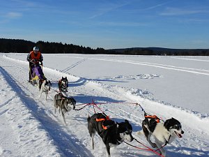Schlittenhunderennen in Benneckenstein
