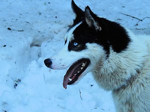 Schlittenhunderennen in Benneckenstein