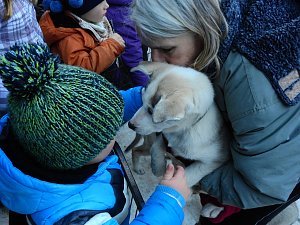 Schlittenhunderennen in Benneckenstein