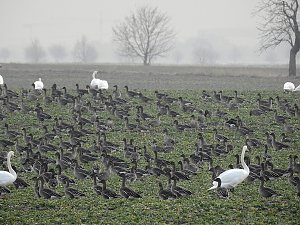 Wildgänse am Köckernsee