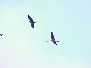 Wildgänse am Köckernsee