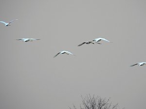 Wildgänse am Köckernsee