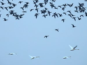 Wildgänse am Köckernsee