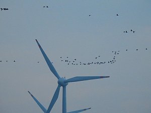 Wildgänse am Köckernsee