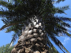 Lustwandeln im Park von Oranienbaum