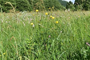 Gesucht wird: Die Trollblume