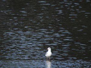 Sommerabend am Stausee Kelbra