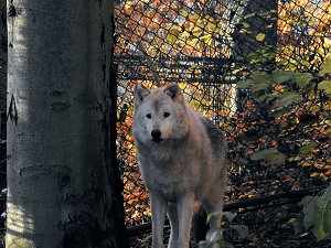 Peter Blei im B&auml;renpark Worbis