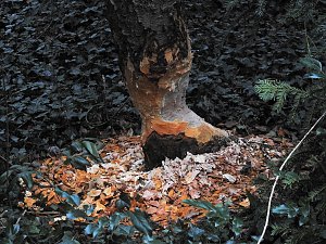 Abstecher in den W&ouml;rlitzer Park
