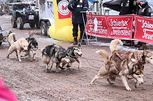 Schlittenhunderennen in Pullmann City II
