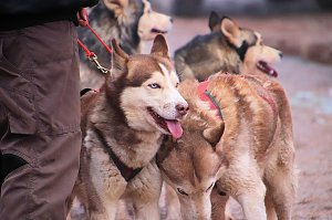 Schlittenhunderennen in Pullmann City II