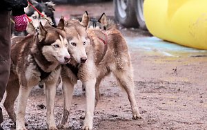 Schlittenhunderennen in Pullmann City II