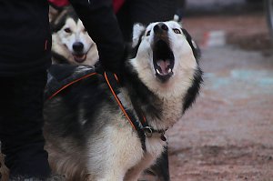 Schlittenhunderennen in Pullmann City II