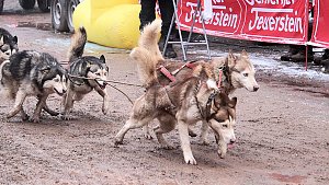 Schlittenhunderennen in Pullmann City II