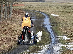 Schlittenhunde rennen rund um Benneckenstein
