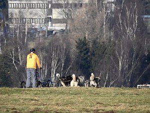 Schlittenhunde rennen rund um Benneckenstein