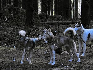 Schlittenhunde rennen rund um Benneckenstein