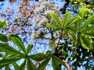 Kastanien im Stress