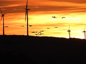 Die Vorboten flogen an