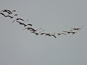 Kraniche am Stausee