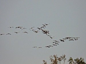 Kraniche am Stausee