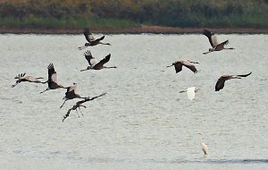 Kraniche am Stausee