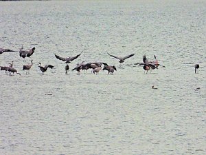 Kraniche am Stausee