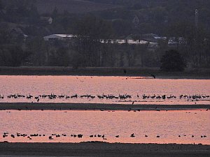 Kraniche am Stausee