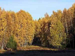 Herbst im Harz