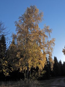 Herbst im Harz