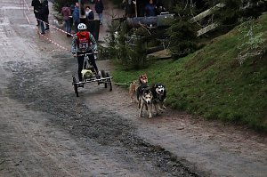 Hundeschlittenrennen in Pullman City