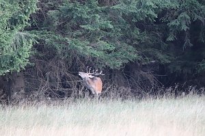 Rotwild im Harz
