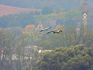 Kranichrast