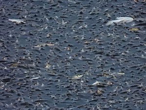Das Sterben der Fische